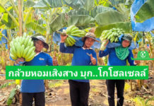 พบกับกล้วยหอมทองเสิงสางที่ “โก โฮลเซลล์” ผลผลิตสดใหม่ เนื้อแน่น รสชาติดี มีมาตรฐาน GAP