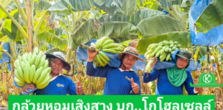 พบกับกล้วยหอมทองเสิงสางที่ “โก โฮลเซลล์” ผลผลิตสดใหม่ เนื้อแน่น รสชาติดี มีมาตรฐาน GAP