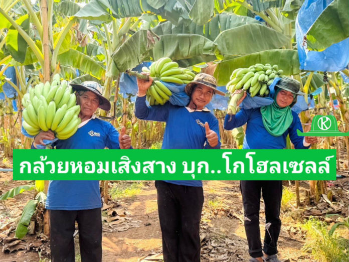 พบกับกล้วยหอมทองเสิงสางที่ “โก โฮลเซลล์” ผลผลิตสดใหม่ เนื้อแน่น รสชาติดี มีมาตรฐาน GAP