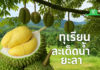 รู้จักแล้วจะรักนาน ‘ทุเรียนสะเด็ดน้ำยะลา’ สินค้า GI พืชเศรษฐกิจขับเคลื่อนสู่สินค้าเกษตรมูลค่าสูง