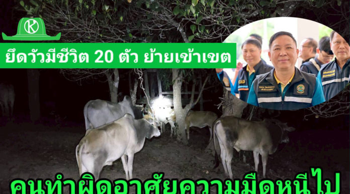 อธิบดีกรมปศุสัตว์ ส่ง จนท.สารวัตรกรมปศุสัตว์ ร่วมลาดตระเวนด่านกักกันสัตว์ จ.ตาก ยึดโคมีชีวิต 20 ตัว ย้ายเข้าเขตเฝ้าระวังโรคระบาด โดยไม่ได้รับอนุญาต