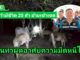 อธิบดีกรมปศุสัตว์ ส่ง จนท.สารวัตรกรมปศุสัตว์ ร่วมลาดตระเวนด่านกักกันสัตว์ จ.ตาก ยึดโคมีชีวิต 20 ตัว ย้ายเข้าเขตเฝ้าระวังโรคระบาด โดยไม่ได้รับอนุญาต