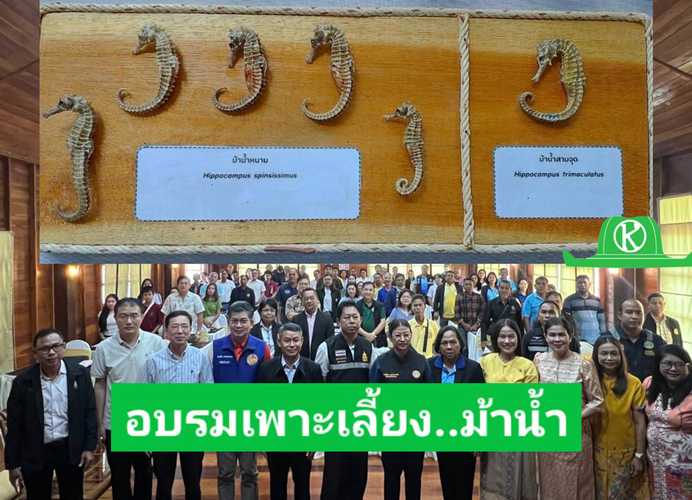 กรมประมงจับมือภาคเอกชน จัดคอร์สติวเข้ม ปั้น “ม้าน้ำ” สู่สัตว์น้ำเศรษฐกิจมูลค่า สูง ลุยเสริมศักยภาพให้เกษตรกร 5 จ. อันดามัน เร่งเพาะเลี้ยง – แปรรูป เพื่อขยายกำลังการผลิต รองรับตลาดการส่งออก และลดการจับจากธรรมชาติ