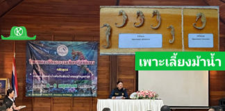 กรมประมงจับมือภาคเอกชน จัดคอร์สติวเข้ม ปั้น “ม้าน้ำ” สู่สัตว์น้ำเศรษฐกิจมูลค่า สูง ลุยเสริมศักยภาพให้เกษตรกร 5 จ. อันดามัน เร่งเพาะเลี้ยง – แปรรูป เพื่อขยายกำลังการผลิต รองรับตลาดการส่งออก และลดการจับจากธรรมชาติ