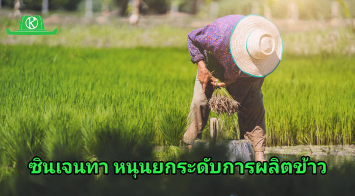 ซินเจนทา หนุนประเทศไทยมุ่งใช้นวัตกรรมและเทคโนโลยี ยกระดับการผลิตข้าว เสริมแกร่งฐานะผู้นำส่งออกและขับเคลื่อนความมั่นคงอาหารโลก