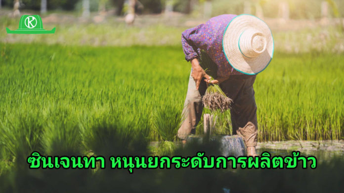 ซินเจนทา หนุนประเทศไทยมุ่งใช้นวัตกรรมและเทคโนโลยี ยกระดับการผลิตข้าว เสริมแกร่งฐานะผู้นำส่งออกและขับเคลื่อนความมั่นคงอาหารโลก