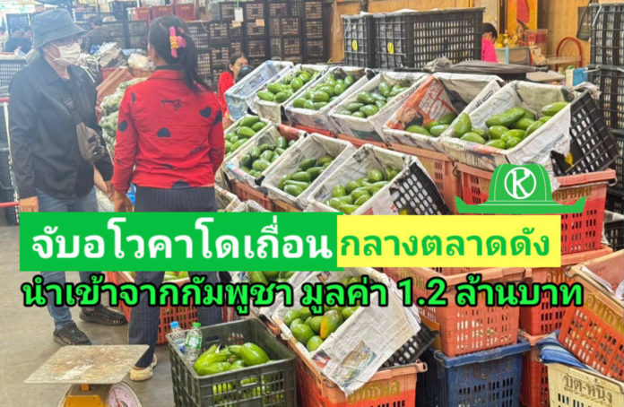ฉก.พญานาคราช จับอโวคาโดเถื่อนในตลาดค้าส่งสินค้าเกษตรย่านปทุมธานี จำนวน 11 ตัน มูลค่ารวม 1.2 ล้านบาท