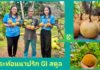 ‘กระท้อนนาปริก’ จ.สตูล สินค้า GI มุ่งยกระดับคุณภาพ พัฒนาตลาด สร้างรายได้อย่างยั่งยืน