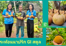‘กระท้อนนาปริก’ จ.สตูล สินค้า GI มุ่งยกระดับคุณภาพ พัฒนาตลาด สร้างรายได้อย่างยั่งยืน