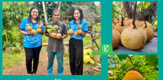 ‘กระท้อนนาปริก’ จ.สตูล สินค้า GI มุ่งยกระดับคุณภาพ พัฒนาตลาด สร้างรายได้อย่างยั่งยืน