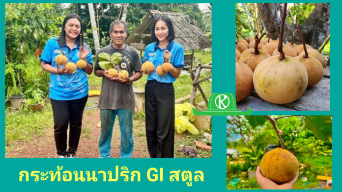 ‘กระท้อนนาปริก’ จ.สตูล สินค้า GI มุ่งยกระดับคุณภาพ พัฒนาตลาด สร้างรายได้อย่างยั่งยืน