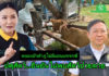 “ปศุสัตว์” ยืนยันไม่พบสัตว์ป่วย-ตายจากแอนแทรกซ์ในหนองบัวลำภู