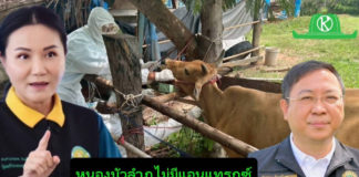 “ปศุสัตว์” ยืนยันไม่พบสัตว์ป่วย-ตายจากแอนแทรกซ์ในหนองบัวลำภู