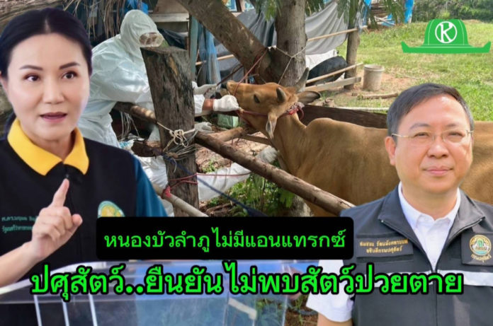 “ปศุสัตว์” ยืนยันไม่พบสัตว์ป่วย-ตายจากแอนแทรกซ์ในหนองบัวลำภู