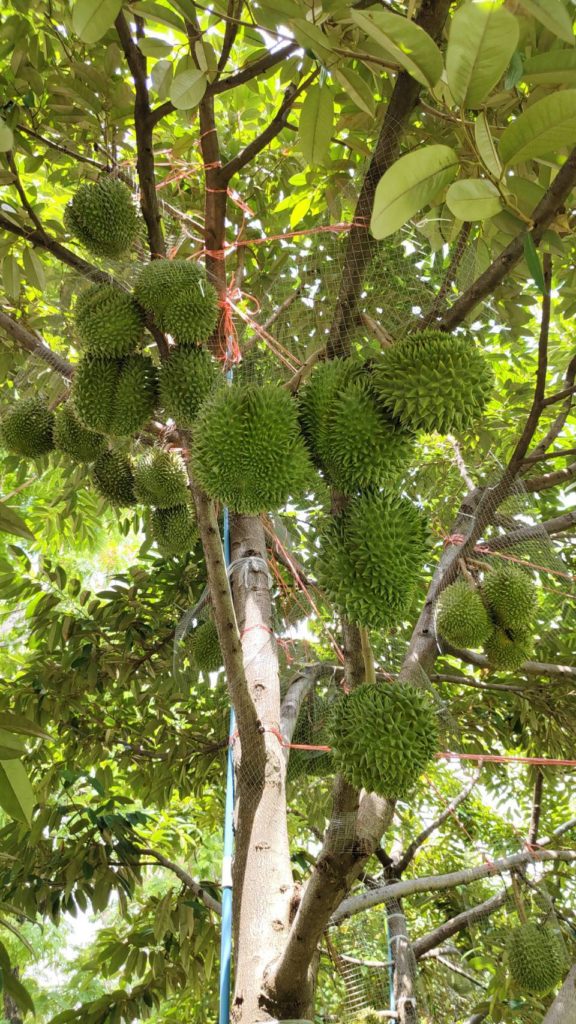 ต้นกบสุวรรณ 1