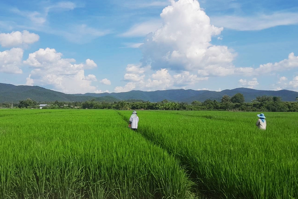 CPF ปันน้ำปุ๋ยสู่เกษตรกร ลดเสี่ยงภัยแล้ง ลดต้นทุน เพิ่มผลผลิต