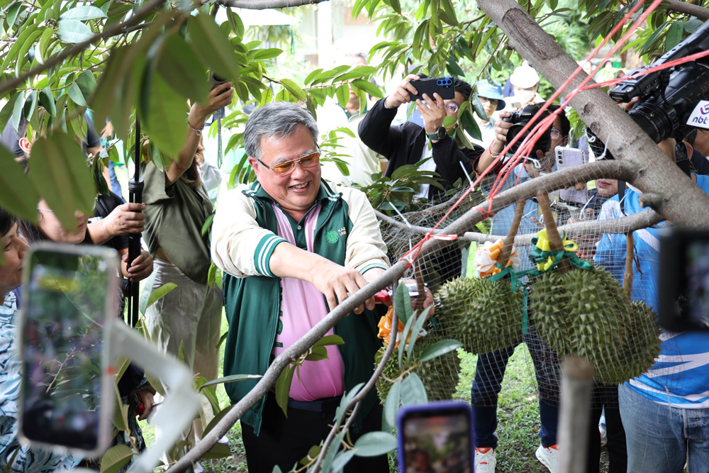 ดร.ดำรงค์ ศรีพระราม รักษาการอธิการบดีมก. กำลังตัดทุเรียนกบสุวรรณ