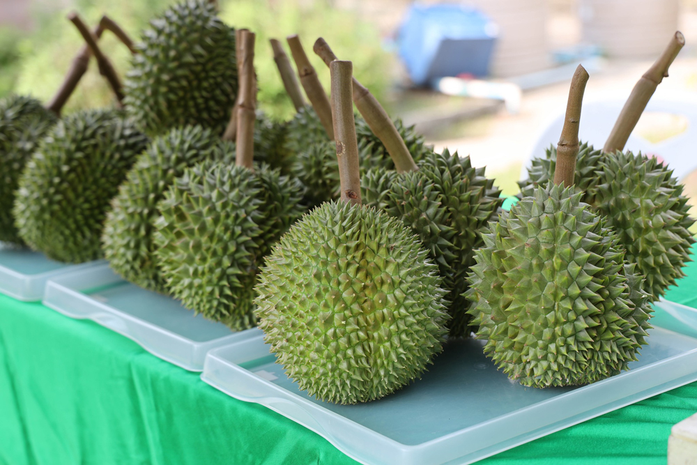 ทุเรียนกบสุวรรณ ม.เกษตรฯ