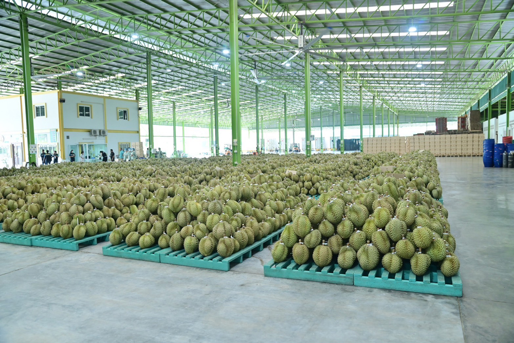 นายกฯ อิ๊งค์ ลุยเมืองจันท์ รับฟังปัญหาทุเรียนและทางออกผลไม้ไทยสู่ตลาดโลก และแข่งขันได้