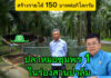 รมประมงพัฒนาสายพันธุ์ “ปลาหมอชุมพร 1” ตอบโจทย์เกษตรกร เลี้ยงในสวนปาล์ม ราคาดี
