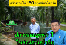 รมประมงพัฒนาสายพันธุ์ “ปลาหมอชุมพร 1” ตอบโจทย์เกษตรกร เลี้ยงในสวนปาล์ม ราคาดี