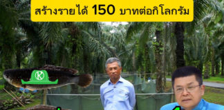 รมประมงพัฒนาสายพันธุ์ “ปลาหมอชุมพร 1” ตอบโจทย์เกษตรกร เลี้ยงในสวนปาล์ม ราคาดี