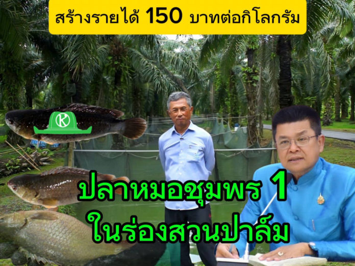 รมประมงพัฒนาสายพันธุ์ “ปลาหมอชุมพร 1” ตอบโจทย์เกษตรกร เลี้ยงในสวนปาล์ม ราคาดี