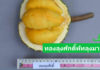 กรมวิชาการเกษตร ดันทุเรียนพื้นบ้านทองลุงศักดิ์พัทลุง จดทะเบียนพันธุ์พืชพื้นเมืองเฉพาะถิ่น รับสิทธิคุ้มครองพันธุ์