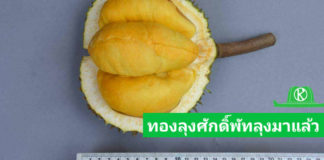 กรมวิชาการเกษตร ดันทุเรียนพื้นบ้านทองลุงศักดิ์พัทลุง จดทะเบียนพันธุ์พืชพื้นเมืองเฉพาะถิ่น รับสิทธิคุ้มครองพันธุ์