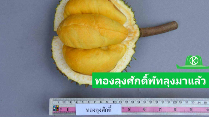 กรมวิชาการเกษตร ดันทุเรียนพื้นบ้านทองลุงศักดิ์พัทลุง จดทะเบียนพันธุ์พืชพื้นเมืองเฉพาะถิ่น รับสิทธิคุ้มครองพันธุ์