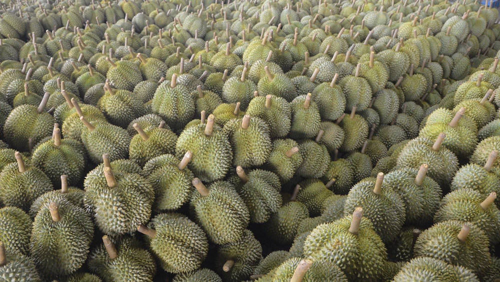 ทุเรียนไทยวิกฤตครั้งนี้อาจ “เจ็บ” ในระยะสั้น แต่คือโอกาสสำคัญที่สุด