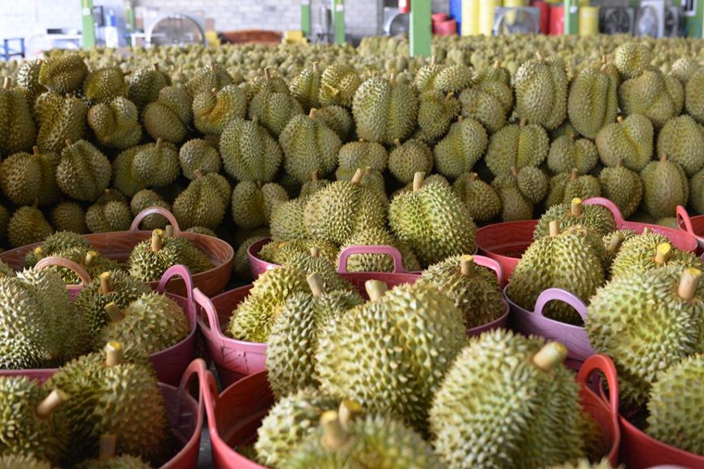ทุเรียนไทยวิกฤตครั้งนี้อาจ “เจ็บ” ในระยะสั้น แต่คือโอกาสสำคัญที่สุด