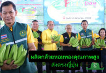 เกษตรกรไทยยกระดับ ผลิตกล้วยหอมทองคุณภาพสูงด้วยเทคโนโลยีรักษ์โลก ส่งตรงญี่ปุ่น