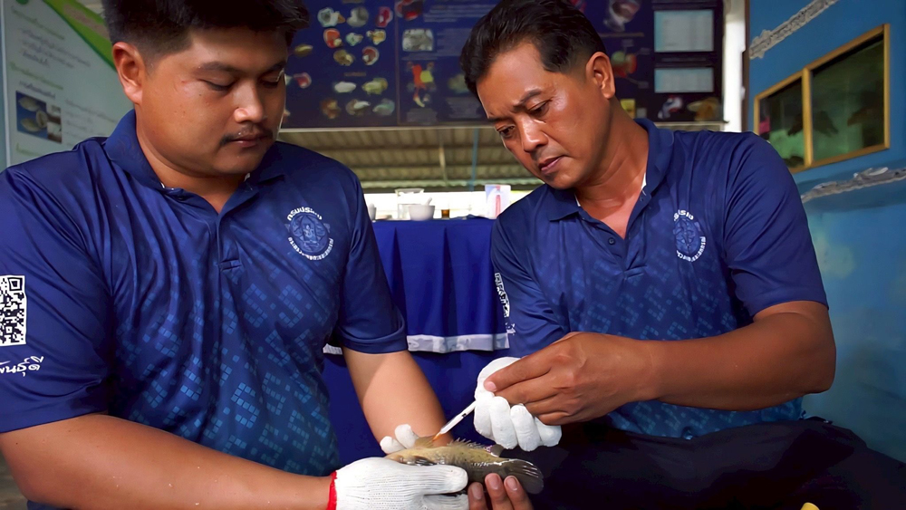 กรมประมงพัฒนาสายพันธุ์ “ปลาหมอชุมพร 1” ตอบโจทย์เทรนด์ตลาดยุคใหม่ เกษตรกรเลี้ยงเชิงพาณิชย์ได้คุ้มค่า ราคาดี