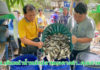 กรมพัฒนาที่ดิน เผยผลสำเร็จ “น้ำหมักชีวภาพสูตรปลาหมอคางดำ” ทำเกษตรกรยิ้ม ผลผลิตพุ่ง ลดต้นทุน เพิ่มรายได้