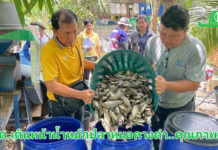 กรมพัฒนาที่ดิน เผยผลสำเร็จ “น้ำหมักชีวภาพสูตรปลาหมอคางดำ” ทำเกษตรกรยิ้ม ผลผลิตพุ่ง ลดต้นทุน เพิ่มรายได้