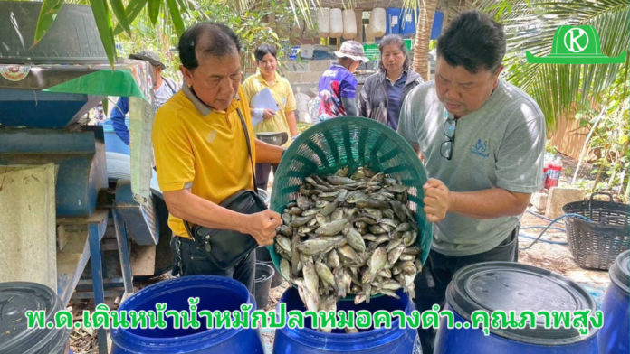 กรมพัฒนาที่ดิน เผยผลสำเร็จ “น้ำหมักชีวภาพสูตรปลาหมอคางดำ” ทำเกษตรกรยิ้ม ผลผลิตพุ่ง ลดต้นทุน เพิ่มรายได้