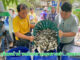 กรมพัฒนาที่ดิน เผยผลสำเร็จ “น้ำหมักชีวภาพสูตรปลาหมอคางดำ” ทำเกษตรกรยิ้ม ผลผลิตพุ่ง ลดต้นทุน เพิ่มรายได้