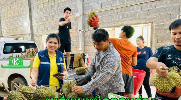 สศท.2 เกาะติดสถานการณ์ผลิตทุเรียนภาคเหนือตอนล่าง ปี 68 รวม 6 จังหวัด แตะ 55,000 ตัน เพิ่มขึ้น 12.47%