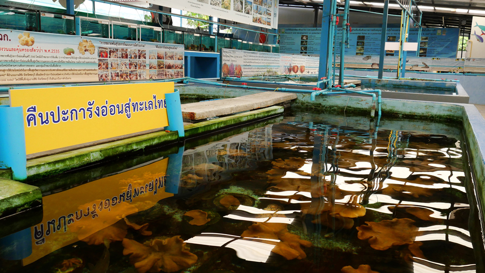 ปลาไหลมอเรย์และการฟื้นฟูทรัพยากรทางทะเลที่ศูนย์เรียนรู้ธนาคารสัตว์น้ำ เกาะสีชัง