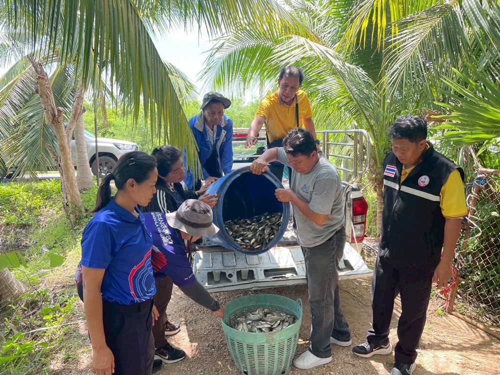 กรมพัฒนาที่ดิน เผยผลสำเร็จ “น้ำหมักชีวภาพสูตรปลาหมอคางดำ” ทำเกษตรกรยิ้ม ผลผลิตพุ่ง ลดต้นทุน เพิ่มรายได้