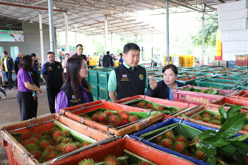 กรมส่งเสริมสหกรณ์ วางมาตรการรับมือผลผลิตผลไม้ปี 2568 พร้อมสนับสนุนรวบรวมและกระจายผลผลิต ผ่านสหกรณ์ เพิ่มช่องทางการตลาดทั้งในและต่างประเทศ ขับเคลื่อนเศรษฐกิจฐานรากอย่างยั่งยืน