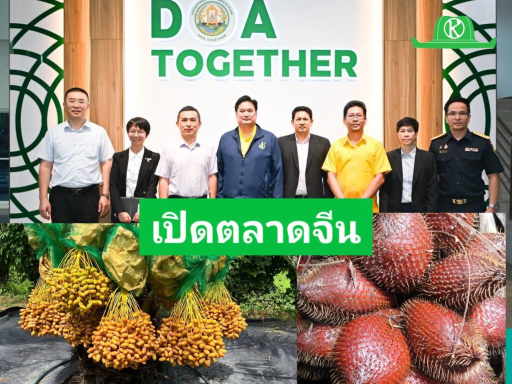 ลุ้นเปิดตลาดจีน “อินทผลัม” และ “สละ” GACC ลงพื้นที่ตรวจประเมินสวน โรงคัดบรรจุ