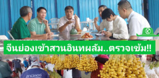 จีนย่องเข้าสวนอินทผลัมกาญจนบุรี ตรวจเข้มสารเคมี เพื่อหาแนวทางขยายตลาดไปจีน