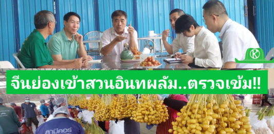 จีนย่องเข้าสวนอินทผลัมกาญจนบุรี ตรวจเข้มสารเคมี เพื่อหาแนวทางขยายตลาดไปจีน