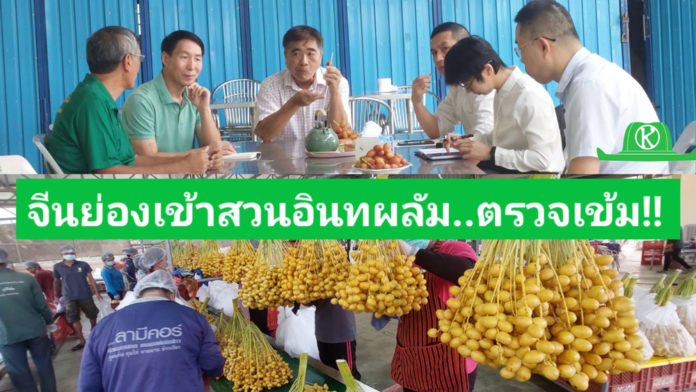 จีนย่องเข้าสวนอินทผลัมกาญจนบุรี ตรวจเข้มสารเคมี เพื่อหาแนวทางขยายตลาดไปจีน