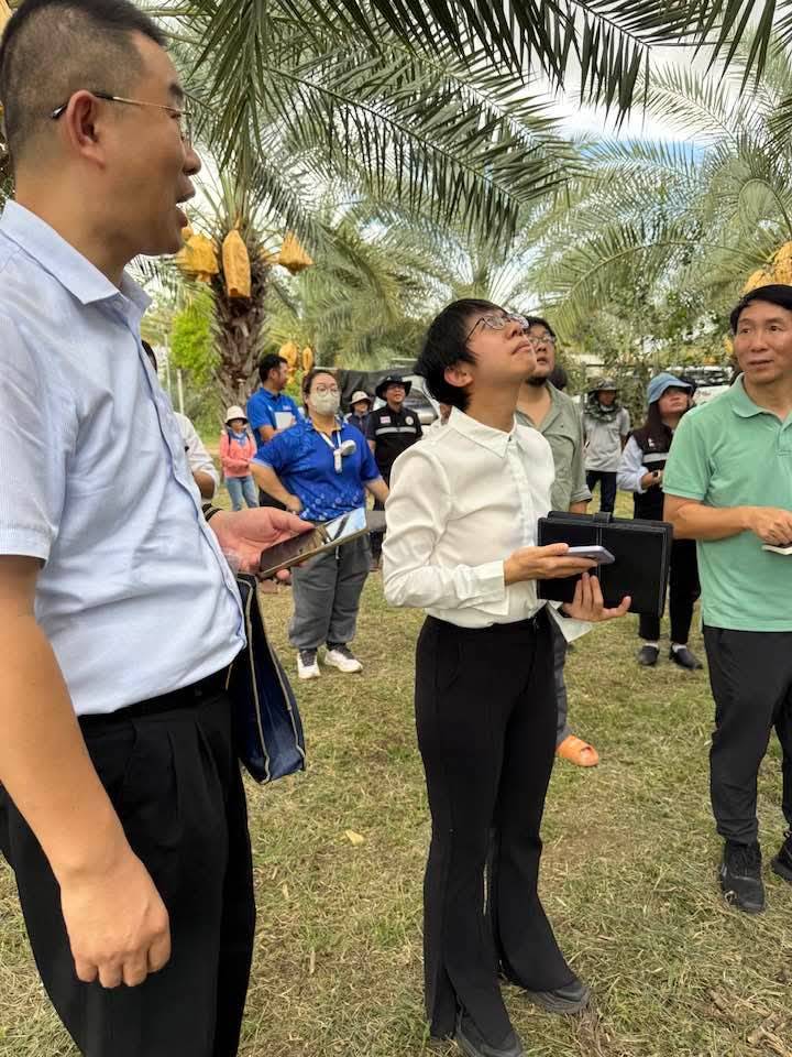 จีนย่องเข้าสวนอินทผลัมกาญจนบุรี ตรวจเข้มสารเคมี