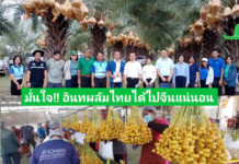 เกษตรจังหวัดกาญจนบุรี มั่นใจ! อินทผลัมไทยได้ส่งออกไปจีนแน่ เร่งยกระดับมาตรฐานสวนและโรงแพ็ก