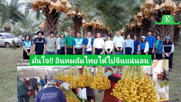 เกษตรจังหวัดกาญจนบุรี มั่นใจ! อินทผลัมไทยได้ส่งออกไปจีนแน่ เร่งยกระดับมาตรฐานสวนและโรงแพ็ก