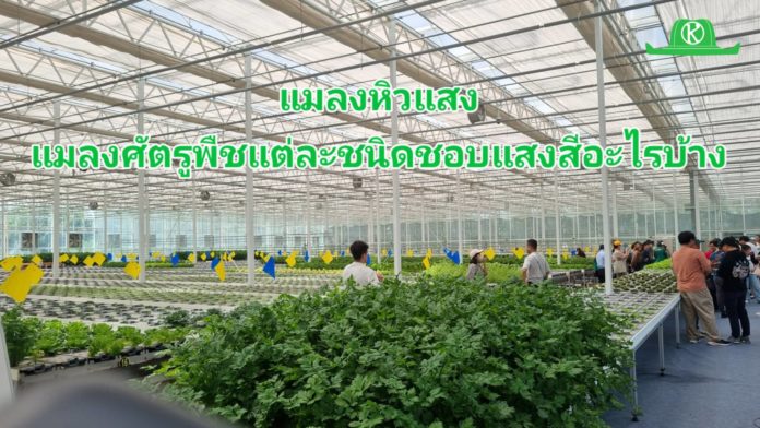 แมลงหิวแสง!! รู้หรือไม่ว่าแมลงศัตรูพืชแต่ละชนิดชอบแสงสีอะไรเป็นที่สุด